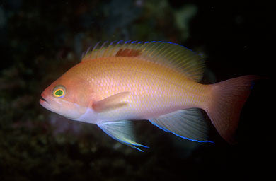 Stocky Anthias