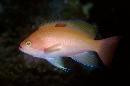 Stocky Anthias