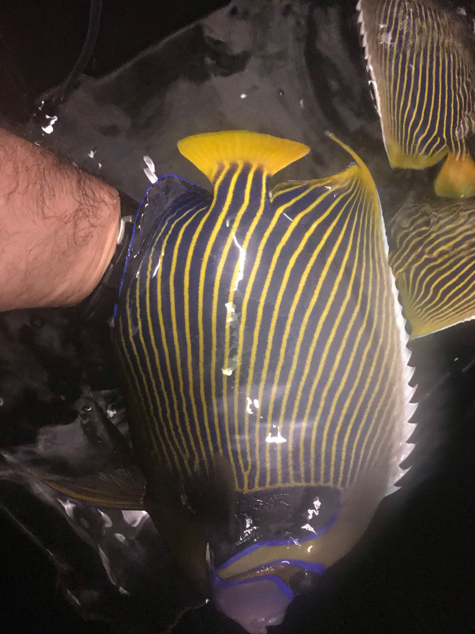 Imperator (Emperor) Angel show size (11”)