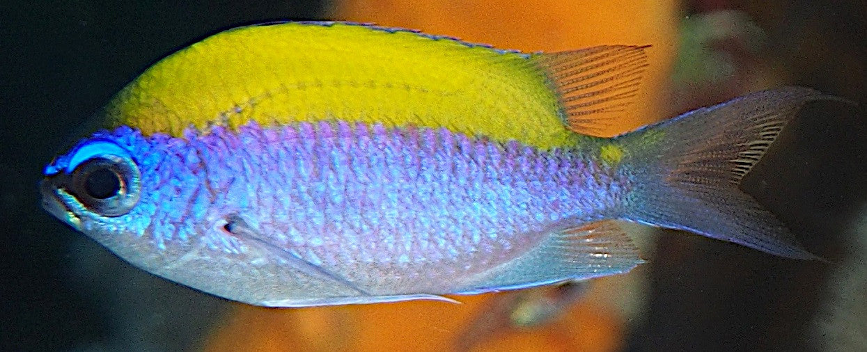 Sunshine Chromis | Chromis insolatus