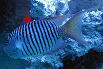 Swallowtail Angelfish pair