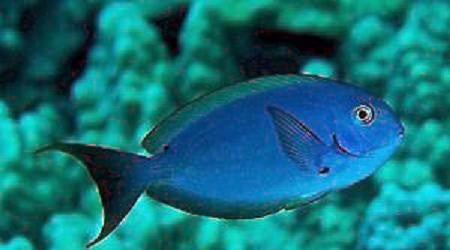 Thompson's Tang (6")