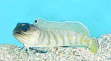 Tiger Jawfish