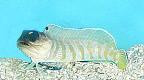 Tiger Jawfish