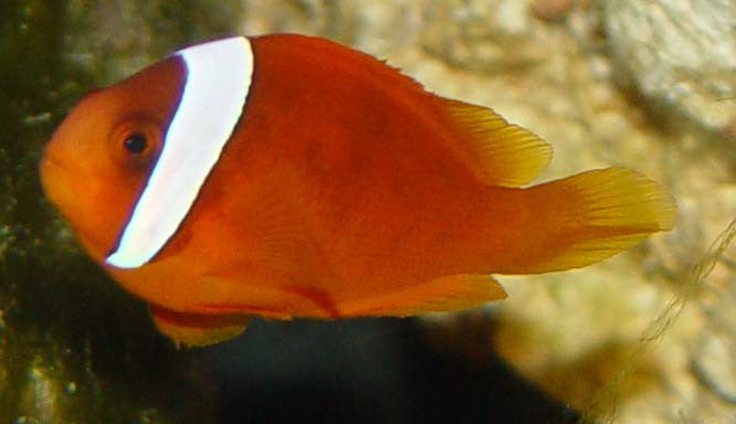 Tomato Clownfish-WC Mated Pair