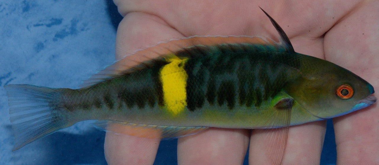 Torpedo Wrasse (5-6')
