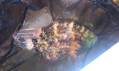 Triple Tail Wrasse (3")