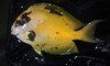 Acanthurus Tang, Unknown