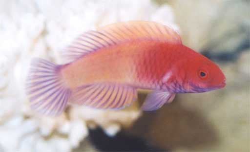 Red Velvet Wrasse