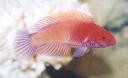 Red Velvet Wrasse