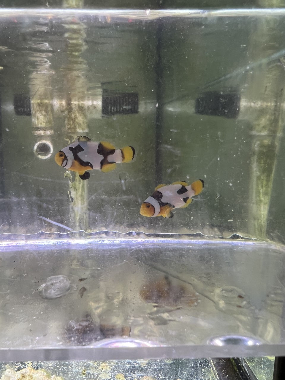 CRAZY WC Designer Picasso Clownfish Pair #1