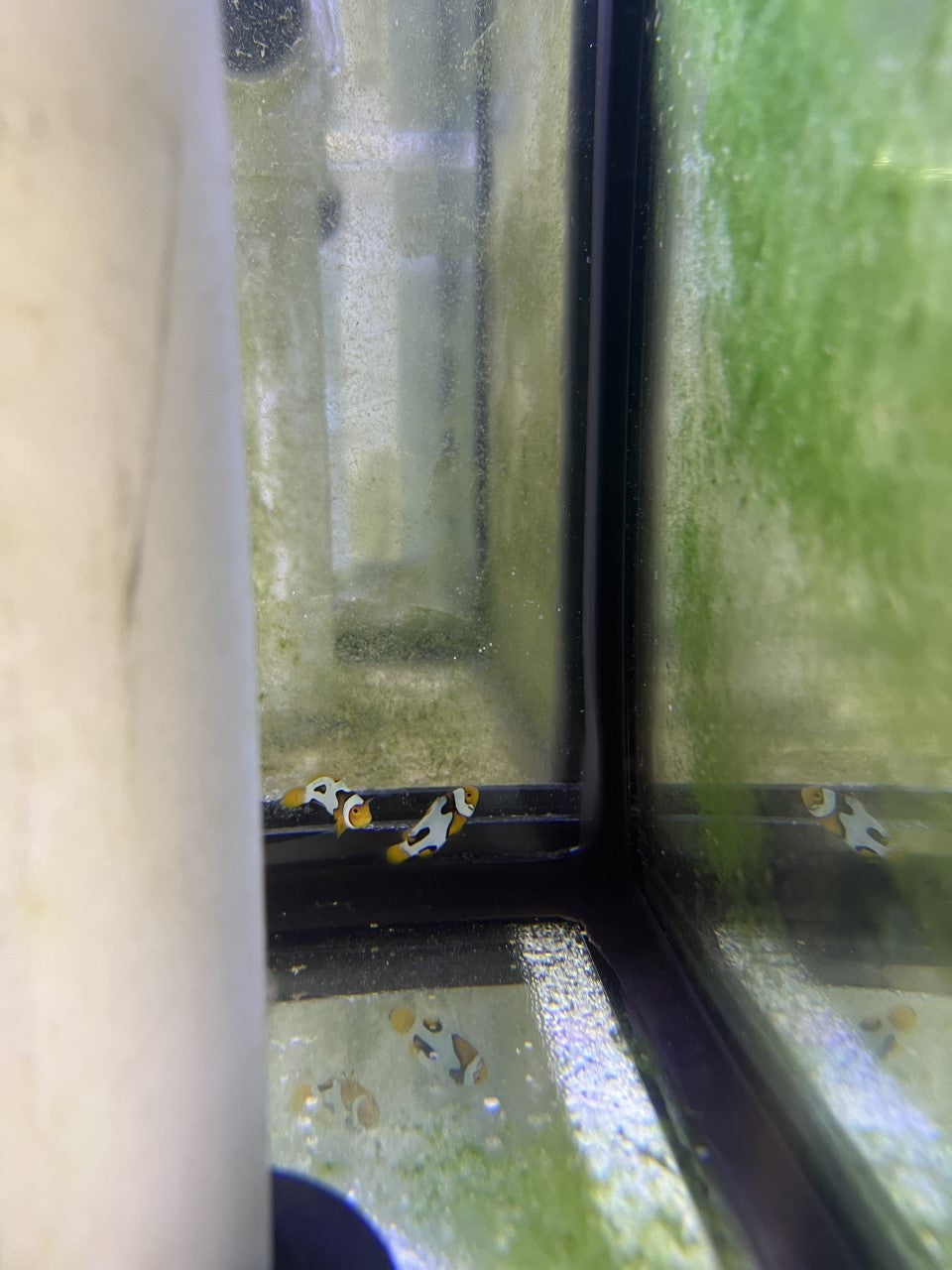 CRAZY WC Designer Picasso Clownfish Pair #2