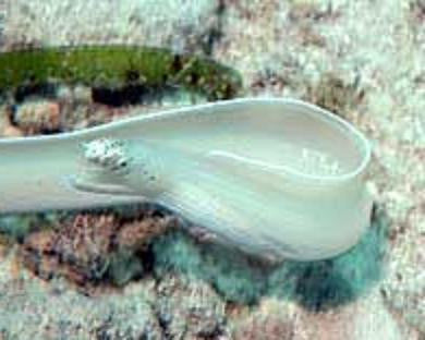 White Ribbon Eel