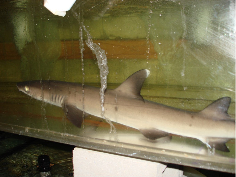 White Tip Reef Shark