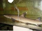 White Tip Reef Shark