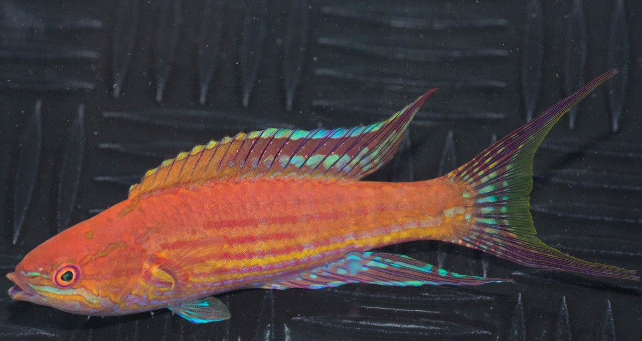 Royal (Angular) Flasher Wrasse-SUPER male