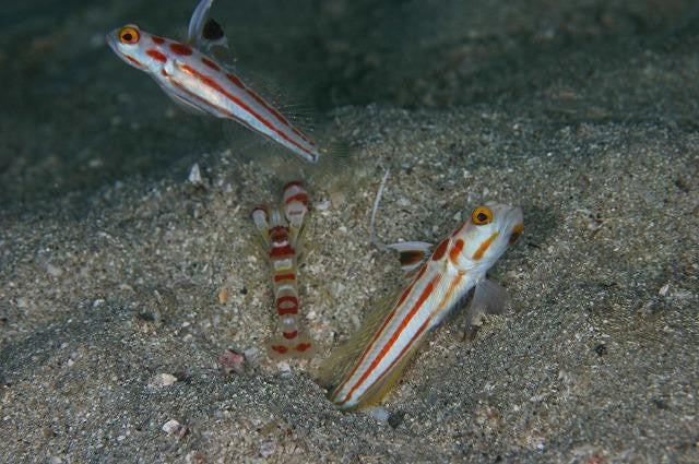 Yasha Hase Goby w Pistol Shrimp