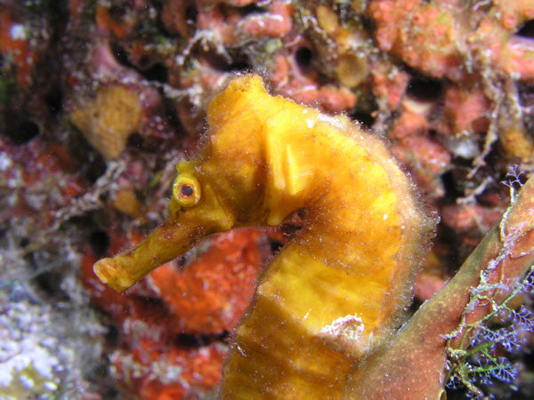 H. reidi Seahorse-Yellow