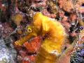 H. reidi Seahorse-Yellow