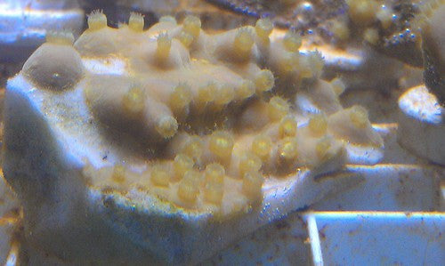 Pagoda Coral-Turbinaria mesenterina