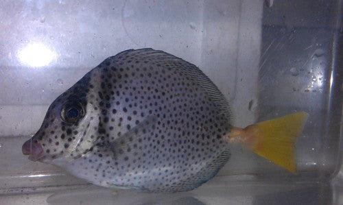 Yellowtail Surgeonfish (4", Mexico)