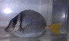 Yellowtail Surgeonfish (4", Mexico)