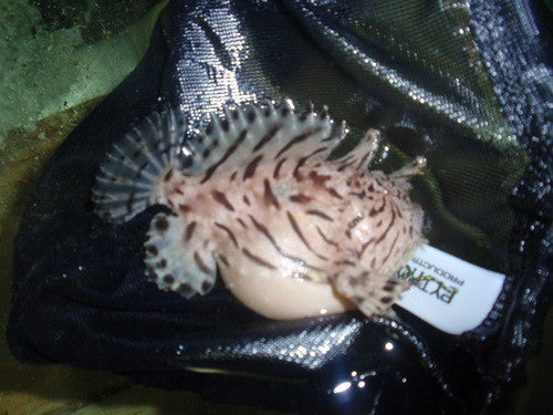 zebra angler (4")