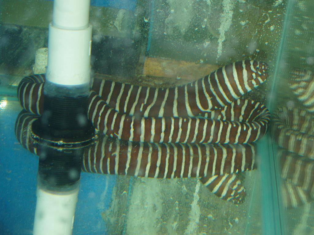 Zebra Moray Eel (12-15")