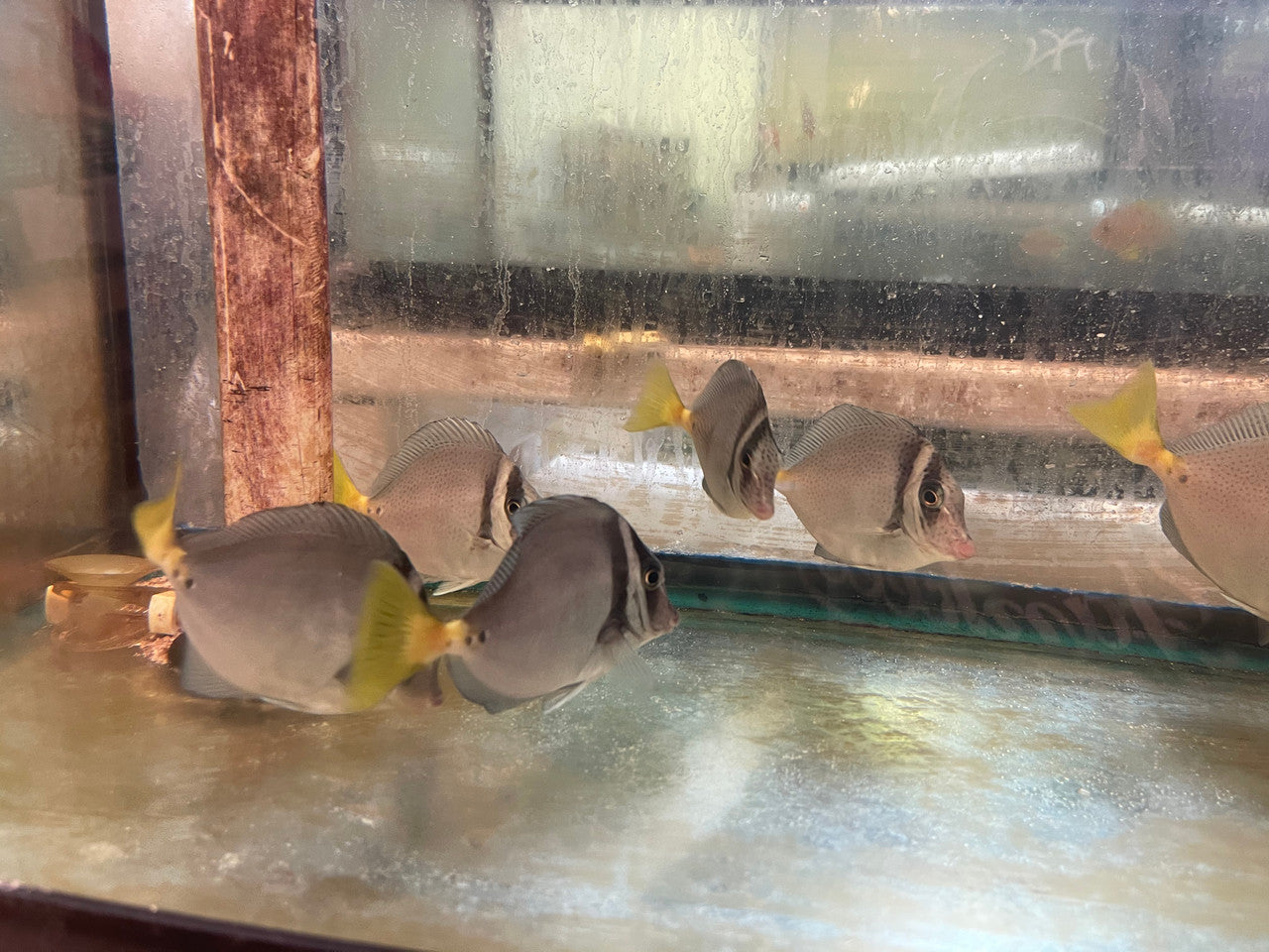 Yellow Tail (Razor) Surgeonfish - Prionurus laticlavius (3”)