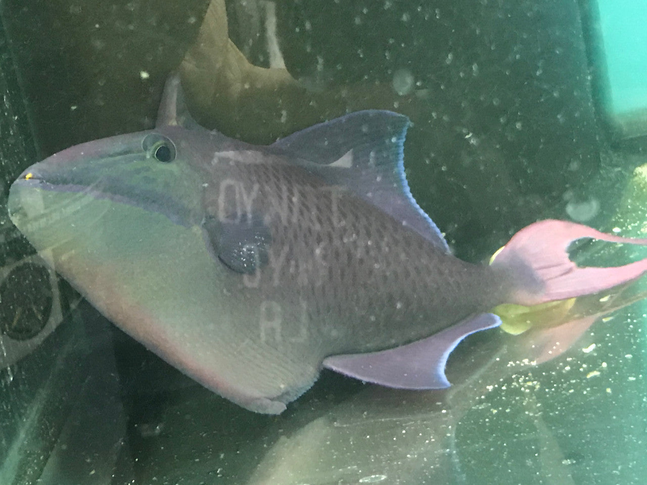 Niger Trigger (10") red teeth