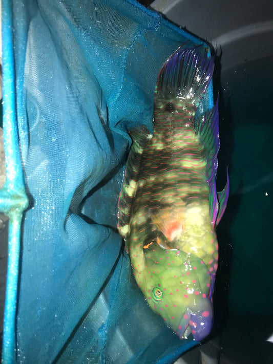 Broomtail Wrasse (Red Sea) 12"