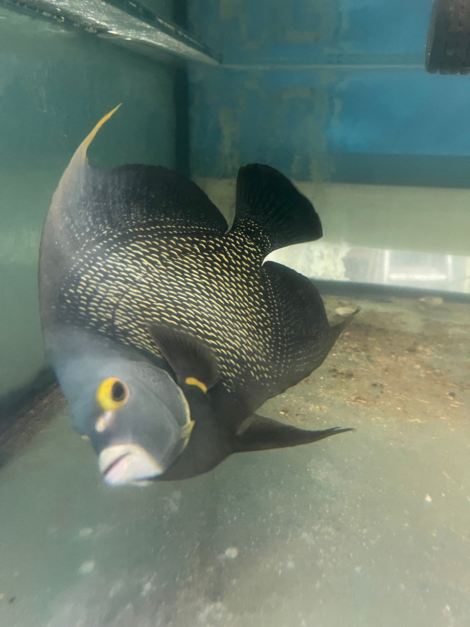 French Angelfish (14”)| Pomacanthus paru