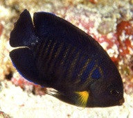 Yellowfin Pygmy Angelfish