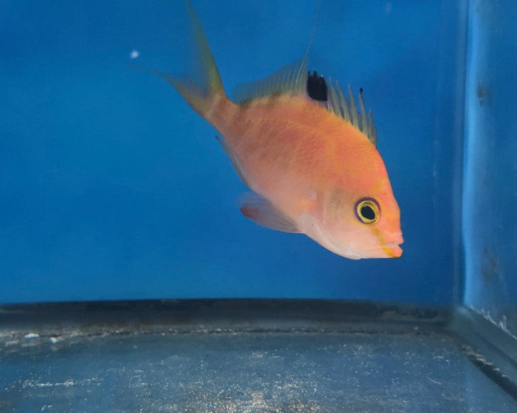 Cherry Anthias (3-4" female)