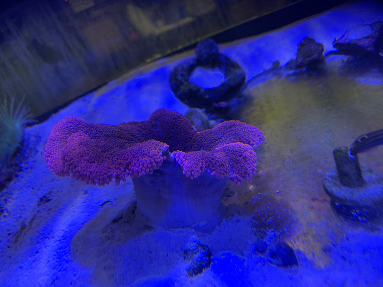 Carpet Anemone-red, 6-8" diameter