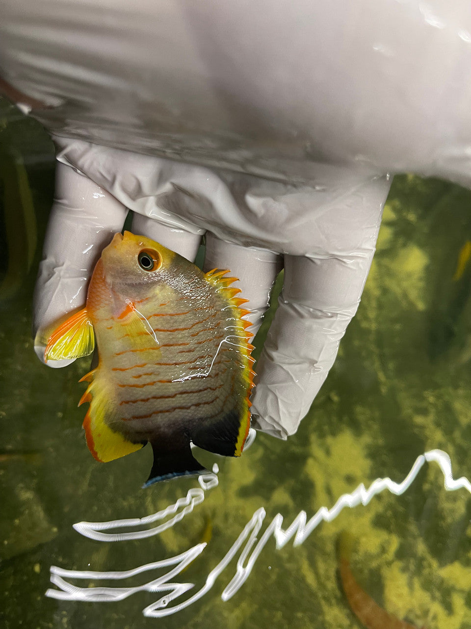 Hybrid Tigerpyge Angel (3”)