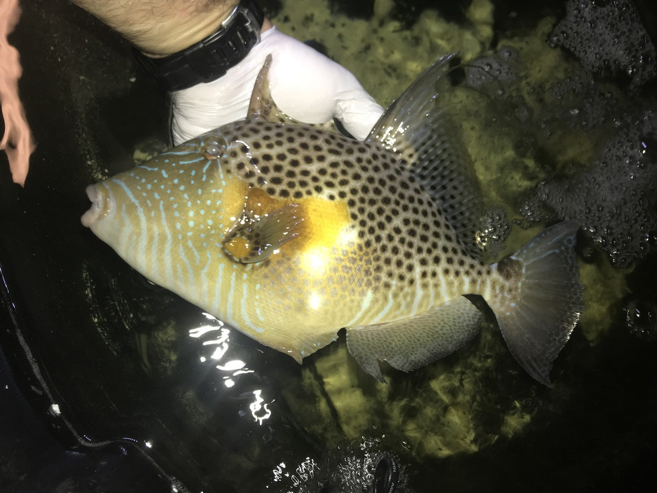 Golden Heart Trigger (12")