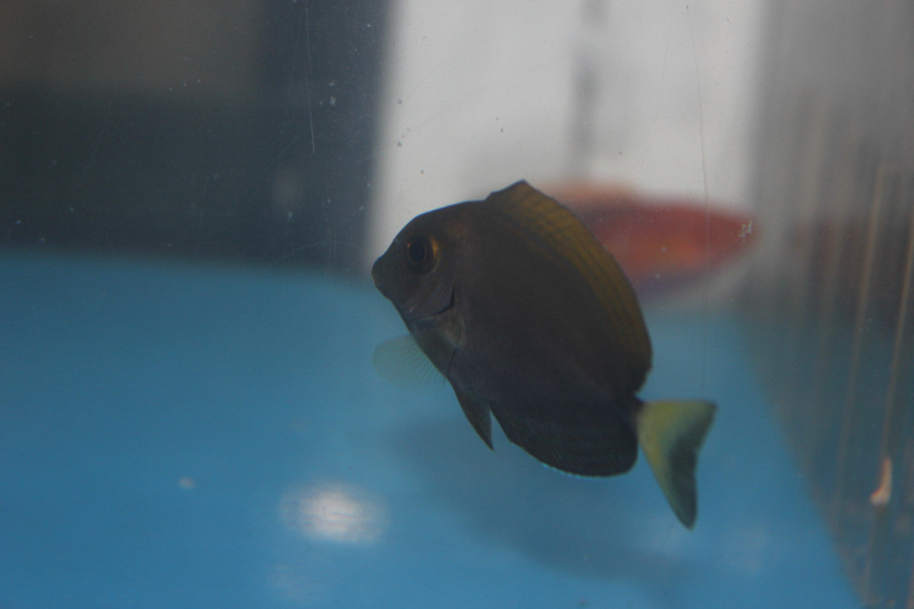 Dussumeri Tang-3-4" (African)