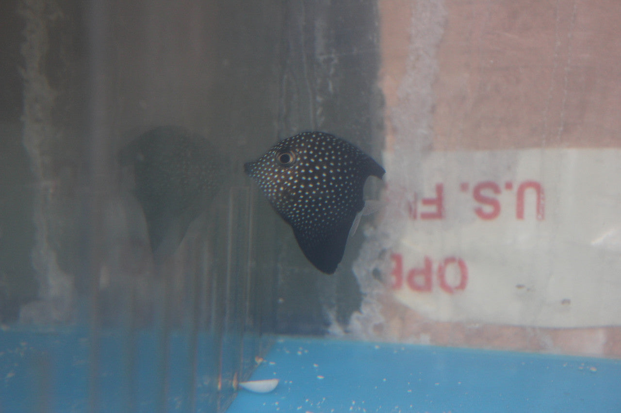 group of 4Gem Tang (2-2.5”)| Zebrasoma gemmatum