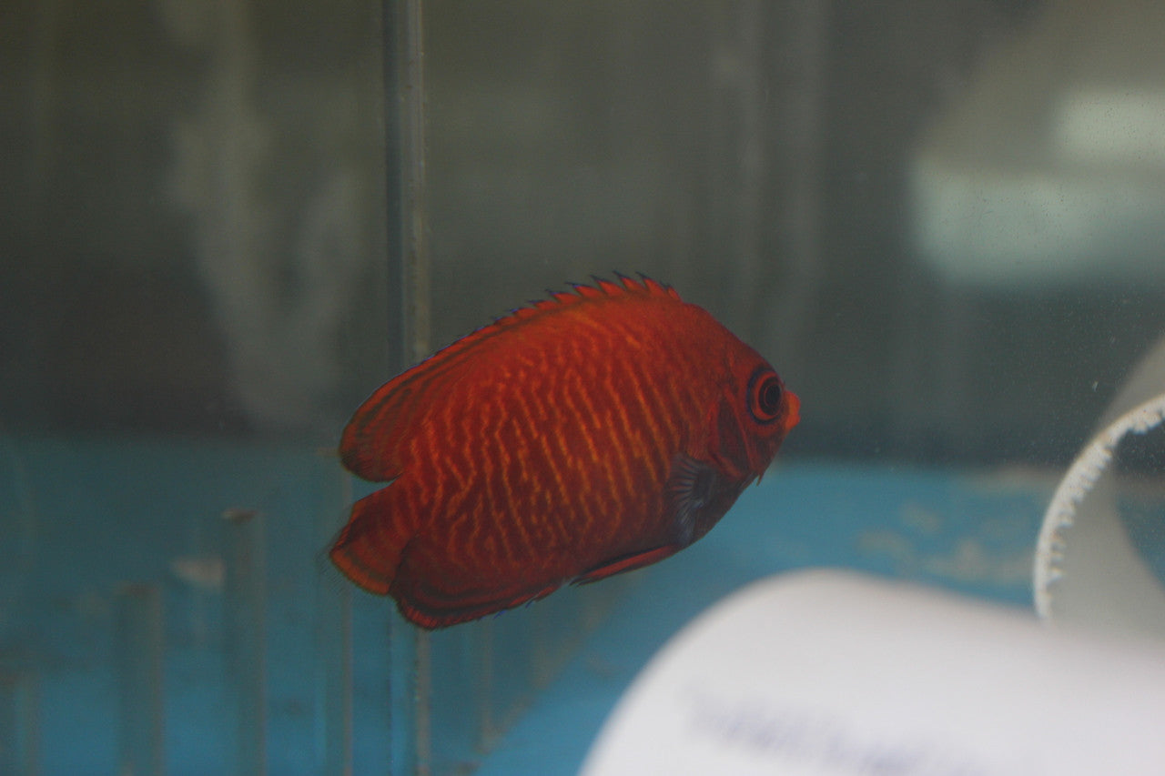 Golden Dwarf Angel (2-3")