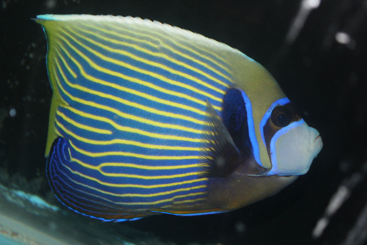 Imperator Angelfish-adult (10" male w Streamer)