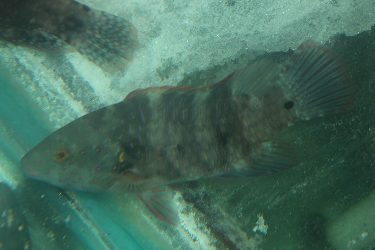 Broomtail Wrasse (Red Sea) | Cheilinus lunulatus -8"
