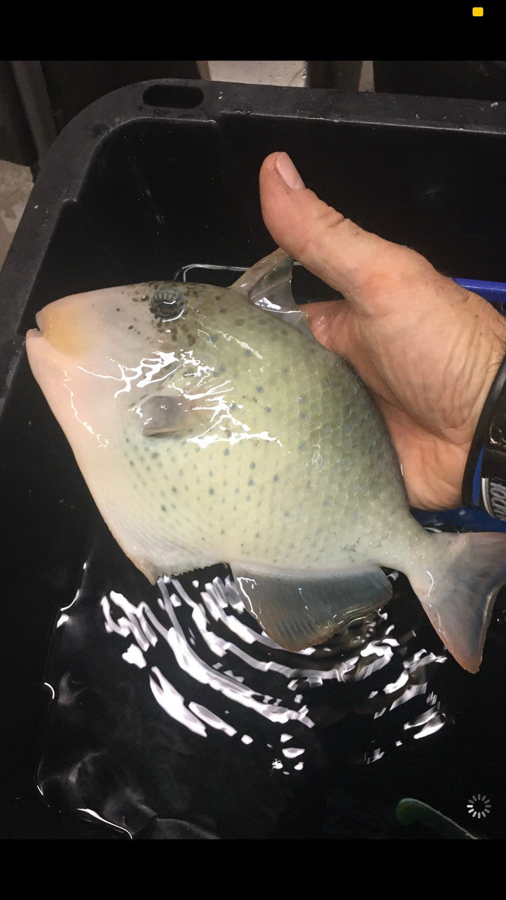 Yellow Margin (Pineapple) Triggerfish-10-12"