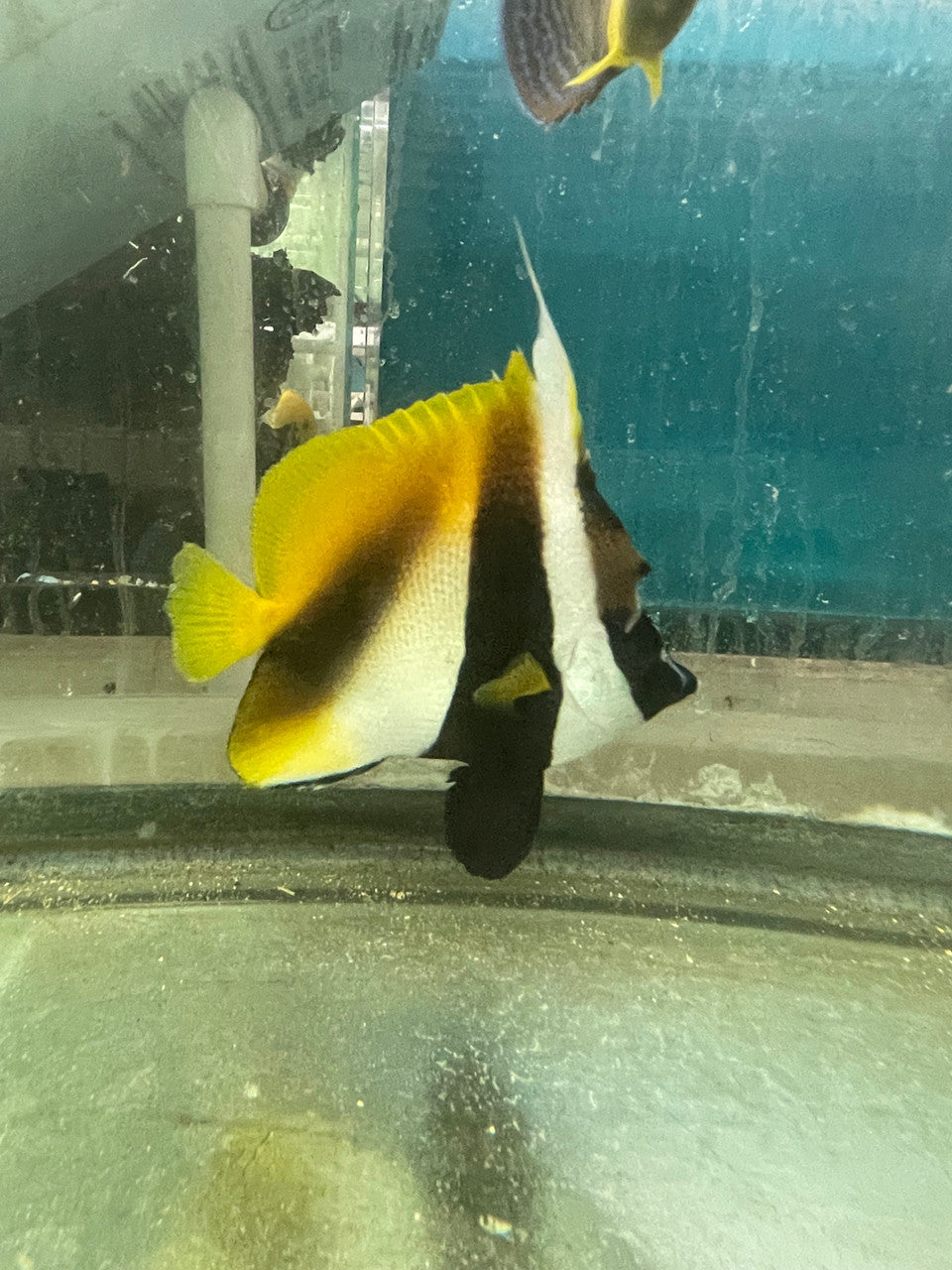 Masked Heniochus Butterfly (7-8”)