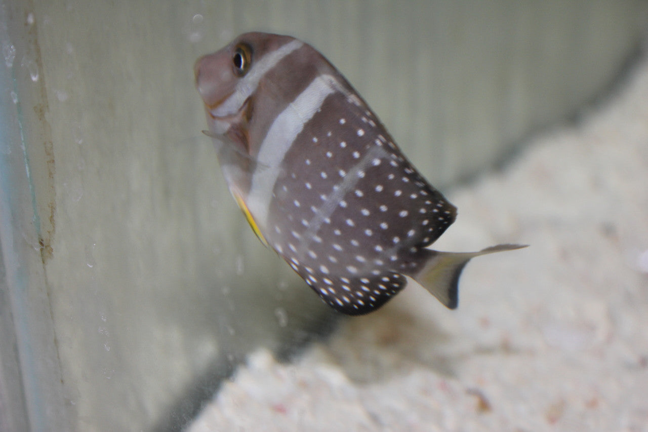 Mustard (Guttatus) Tang-(4")