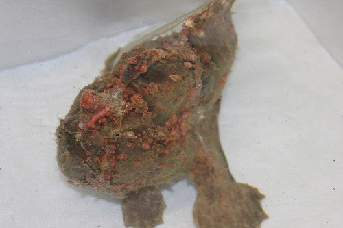 Red Angler Fish-12"+