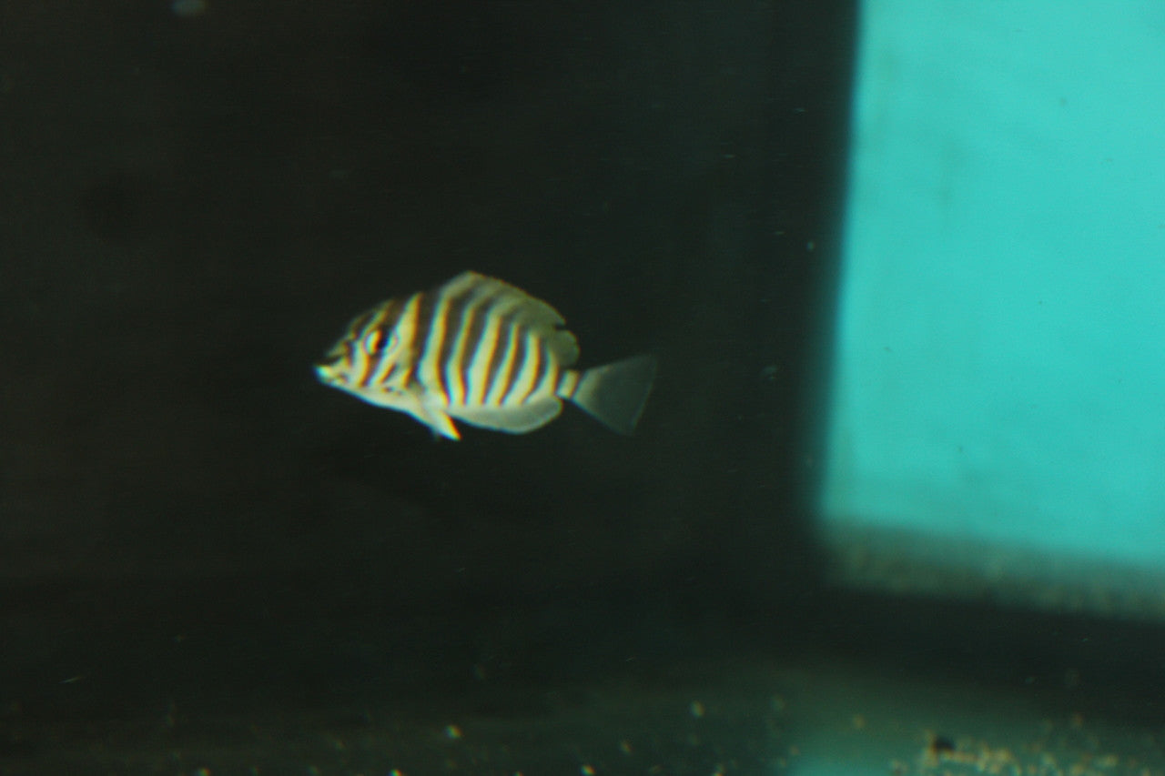 2-1/2" Mauritius Polyzona Tang | Acanthurus Polyzona