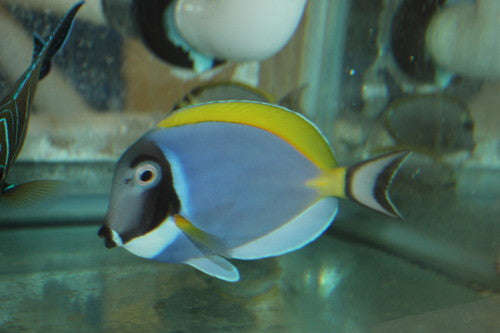 Powder Blue Tang-Show Size(7-8”)