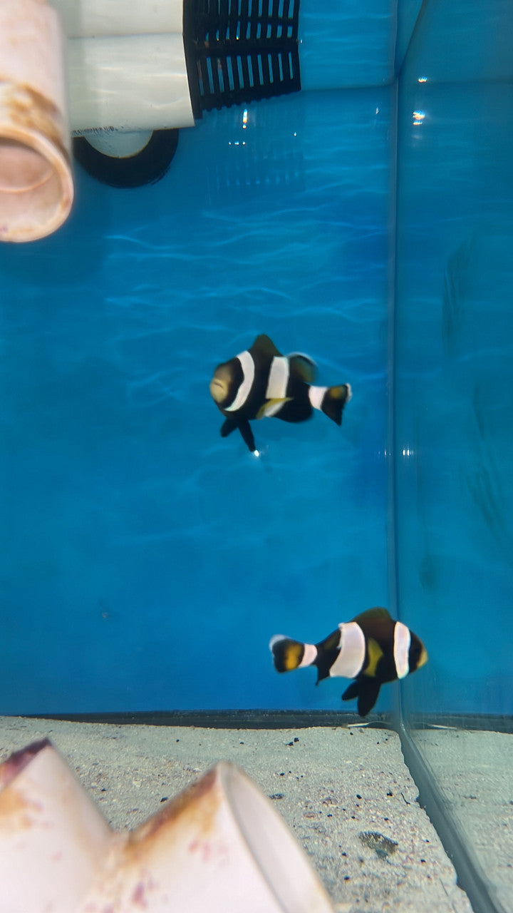 Latz Clownfish | Amphiprion latezonatus (wc pair)