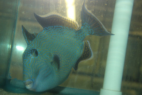 Blue Line (Fuscus) Triggerfish-Kenya (7-8")